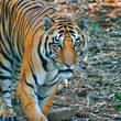 Im Ranthambore Nationalpark– Foto: Lernidee-Erlebnisreisen
